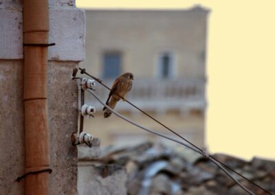 Falco grillaio Matera